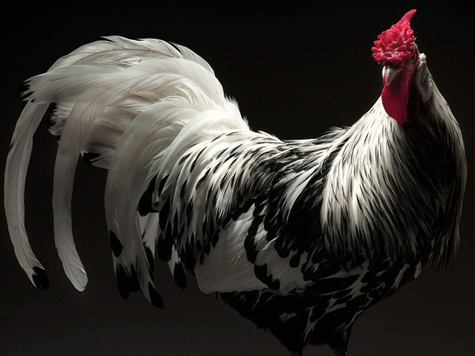 The Most Stunning Chicken Book Photos Ever Made | Indiegogo