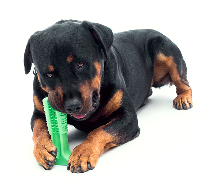 Bristly World's Most Effective Dog Toothbrush Indiegogo